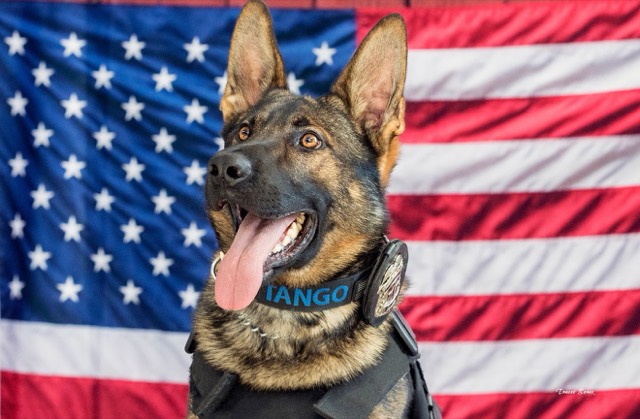 Tango in front of an American flag, tongue out, wearing his badge collar