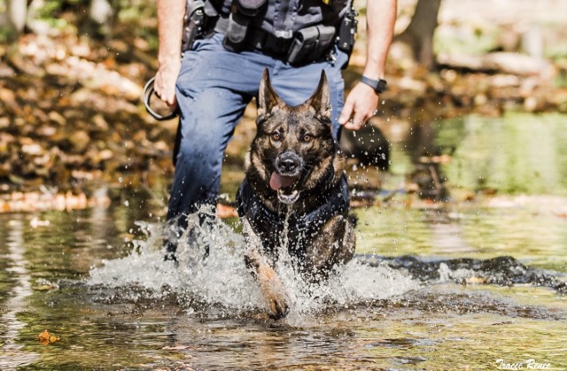 Tango bounding through shallow water beside his handler