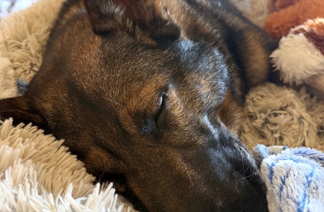 Close-up of Tango asleep among plush blankets and toys