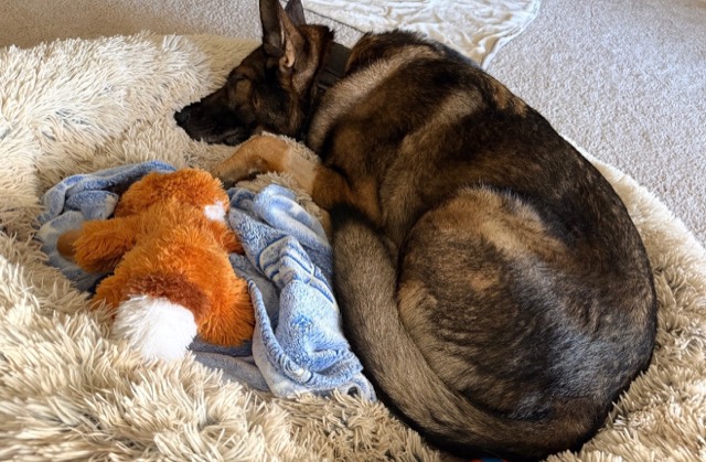 Tango curled up on a fluffy bed next to a stuffed fox