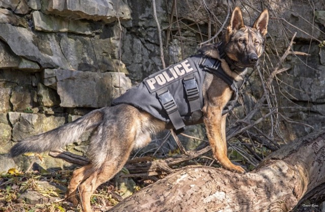 Tango in his police vest, standing on a log