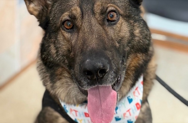 Close-up of Tango's face in a birthday bandana