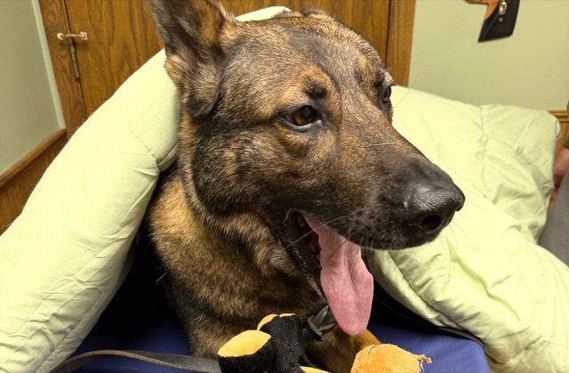 Tango resting his head on a pillow