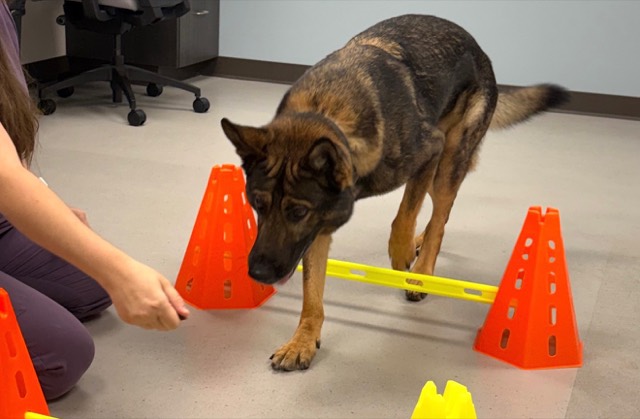 Tango working through a small agility course of orange cones