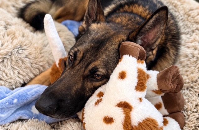 Tango resting his head on a stuffed animal