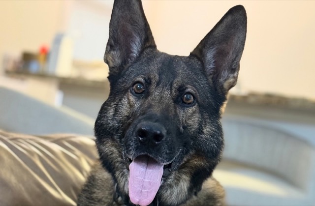 Portrait of Tango with ears up and tongue out