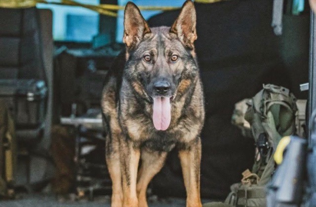 Tango standing in front of tactical gear