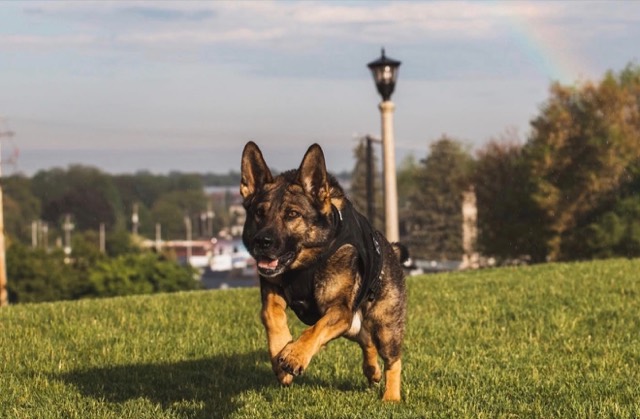 Tango running across a lawn