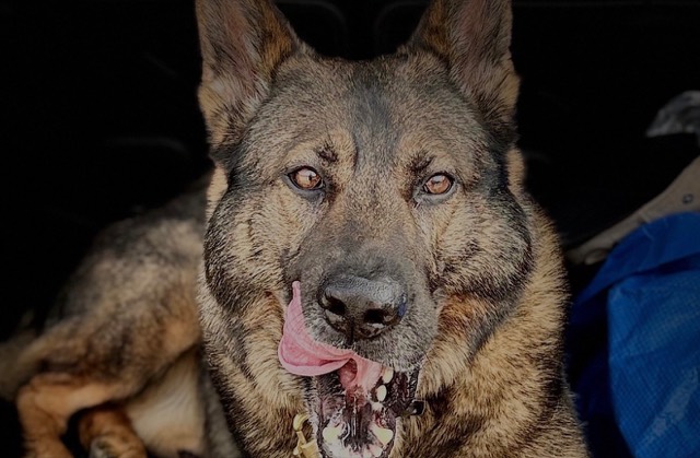 Close-up of Tango with his tongue out