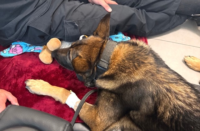 Tango resting on a blanket with a bandaged front leg