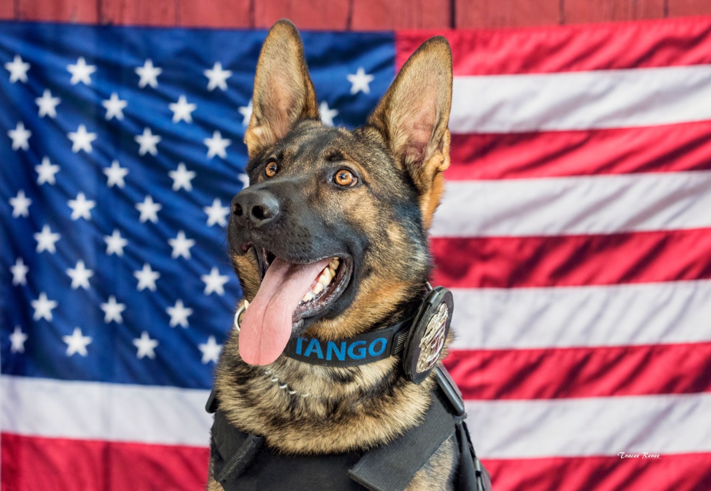 Tango, a German Shepherd police K9, wearing a badge collar in front of an American flag, smiling with his tongue out.